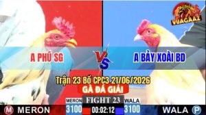 Trận 23 CPC3 21/06/2026 – Gà Anh Phú Siết Mấy Chân, Gà Xanh Hết Cứu