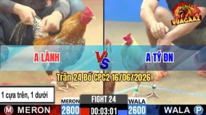 Trận 24 CPC2 16/06/2026 – Gà Bướm Điềm Tĩnh Đá Mấy Chân Lụm Tiền