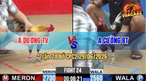 Trận 24 CPC2 29/06/2026 – Gà Xám Nhập Vào Điều Đá Mấy Chân Đi Về Trước