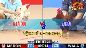 Trận 24 CPC3 15/06/2026 – Gà Bướm Canh Chặn Đá 1 Cây Cựa Quá Nghiệt