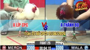 Trận 25 CPC2 01/06/2026 - Gà Anh Thành Canh Đá Mấy Chân Có Kết Quả