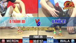 Trận 25 CPC2 11/06/2026 - Gà Điều Anh Phúc Đá Cựa Đâm Như Giang Hồ