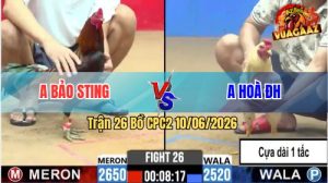 Trận 26 CPC2 10/06/2026 - Gà Bướm Anh Hoà Đá Phản Hạ Anh Bảo Sting