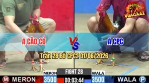 Trận 28 CPC2 01/06/2026 - Gà Khét Anh Cào Cỏ Đá Không Kịp Trở Tay
