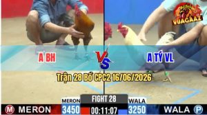 Trận 28 CPC2 16/06/2026 – Gà Que Nghệ Đá Quá Hiểm, Xanh Gãy Giò