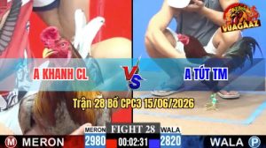 Trận 28 CPC3 15/06/2026 – Gà Que Anh Tút Đá Cái Bo Như Xe Tải Đụng