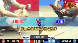 Trận 29 CPC2 01/06/2026 - Gà Anh Bita Triệt Hạ Gãy Chân Đối Thủ