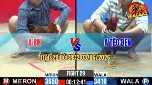 Trận 29 CPC2 03/06/2026 - Gà Anh Tèo Đen Có Chân Cựa Chí Mạng