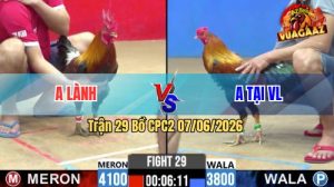 Trận 29 CPC2 07/06/2026 - Gà Anh Tại Vĩnh Long Đá Siết Nhanh Gọn
