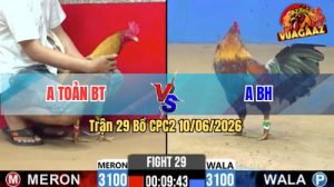 Trận 29 CPC2 10/06/2026 - Gà Điều Anh Bình Hiệp Đá Quá Điềm Tĩnh