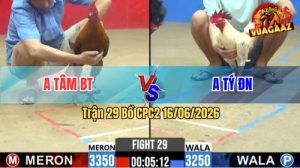 Trận 29 CPC2 16/06/2026 – Gà Khét Anh Tâm Đá Cái Bo Như Lấy Búa Bổ