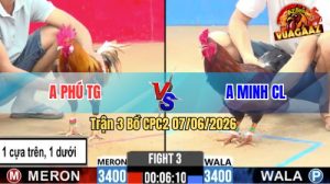 Trận 3 CPC2 07/06/2026 - Gà Que Anh Minh Có Pha Lật Kèo Quá Hay