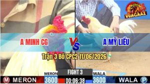 Trận 3 CPC2 11/06/2026 - Gà Úa Idol Mỹ Liều Đá Cựa Đâm Như Điên