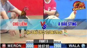 Trận 3 CPC2 12/06/2026 - Gà Anh Bảo Sting Bỏ Chạy Khi Gặp Gà Chú Liêm