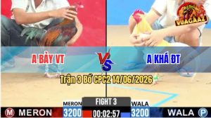 Trận 3 CPC2 14/06/2026 - Gà Bướm Anh Khá Nạp Cựa Quá Đau