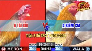 Trận 3 CPC3 15/06/2026 – Gà Điều Anh Tài Xỉu Đá Chân Nào Cũng Có Cựa