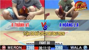 Trận 30 CPC2 08/06/2026 - Gà Điều Anh Thành Đâm Cựa Quá Hiểm