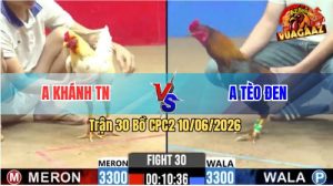Trận 30 CPC2 10/06/2026 - Gà Bướm Anh Khánh Đá Cựa Đâm Như Chỉa