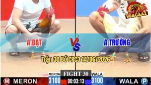 Trận 30 CPC3 14/06/2026 – Gà Anh Trường Đá Canh Chặn Khôn Như Người