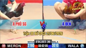 Trận 30 CPC3 21/06/2026 – Gà Điều Hiệu Anh Đen Đá Siết Nhanh Gọn