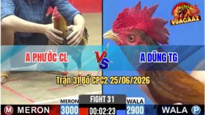Trận 31 CPC2 25/06/2026 – Gà Cú Anh Phước Đá Đòn Cựa Như Búa Bổ
