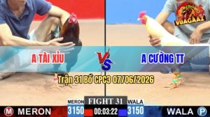Trận 31 CPC3 07/06/2026 - Gà Điều Anh Tài Xỉu Đá Đòn Quá Hiểm