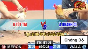 Trận 31 CPC3 15/06/2026 – Gà Bướm Anh Tút Đá Đâm Cựa Như Đời Tới