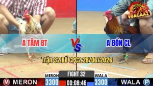 Trận 32 CPC2 28/06/2026 – Gà Bướm Anh Tâm Tải Cựa Quá Khủng Khiếp