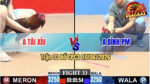 Trận 33 CPC3 07/06/2026 - Gà Anh Tài Xỉu Đá Chân Nào Cũng Có Cựa