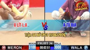Trận 34 CPC3 11/06/2026 - Gà Bướm Anh Tú Địa Đá Cựa Đâm Như Sát Thủ