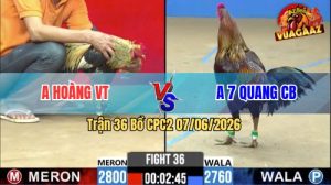 Trận 36 CPC2 07/06/2026 - Gà Điều Anh 7 Quang Đá Chưa Tới 1 Tay Nước