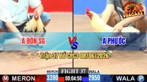 Trận 37 CPC3 08/06/2026 - Gà Chuối Anh Bổn Đá Cái Bo Như Xe Đụng
