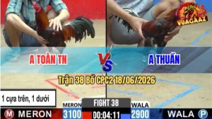 Trận 38 CPC2 18/06/2026 – Gà Điều Anh Toàn Đá Cựa Đâm Như Đời Tới