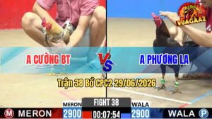 Trận 38 CPC2 29/06/2026 – Gà Que Anh Phương Bị Dí Bạc Nhưng Vẫn Thắng