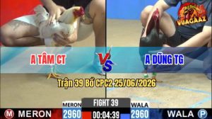 Trận 39 CPC2 25/06/2026 – Gà Anh Dũng Đá 3 Cước, Đỏ Đi Về Nước