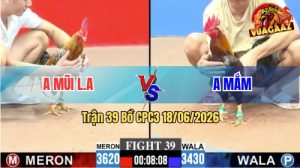 Trận 39 CPC3 18/06/2026 – Gà Cú Anh Mũi Toàn Canh Đá Mu Lưng