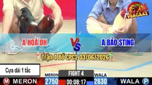 Trận 4 CPC2 03/06/2026 - Gà Úa Cọp Idol Bảo Sting Ra Trận Có Khác