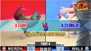 Trận 4 CPC2 07/06/2026 - Gà Điều Anh Lành Canh Đâm Ngay Đầu Cần