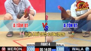 Trận 4 CPC2 13/06/2026 - Gà Anh Tỏn Bến Tre Đá Từ Đầu Tới Cuối