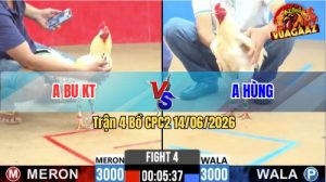 Trận 4 CPC2 14/06/2026 - Gà Anh Hùng Đá Đòn Cựa Chắc Nịch