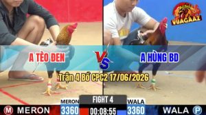 Trận 4 CPC2 17/06/2026 – Gà Cú Anh Tèo Đen Đá Mấy Chân Lụm Tiền