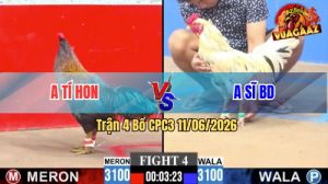 Trận 4 CPC3 11/06/2026 - Gà Điều Anh Tí Hon Canh Đá Đúng 1 Cây Nghiệt