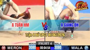 Trận 5 CPC3 18/06/2026 – Gà Úa Anh Cường Đá Đòn Cựa Quá Hiểm Hóc