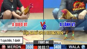Trận 44 CPC2 07/06/2026 - Gà Điều Anh Lành Đá Đâm Như Cái Máy