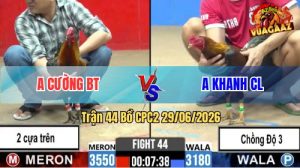 Trận 44 CPC2 29/06/2026 – Anh Cường Hạ Gà Chồng Độ 3 Của Anh Khanh