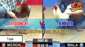 Trận 45 CPC2 07/06/2026 - Gà Anh Hiếu Tiền Giang Nhỏ Mà Có Võ