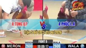 Trận 5 CPC2 01/06/2026 - Gà Anh Tùng Muốn Xỉu Tới Vẫn Cố Cầm Hoà