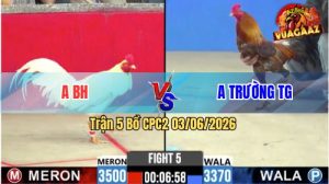 Trận 5 CPC2 03/06/2026 - Gà Điều Anh Trường Đá Toàn Đâm Cựa Nghiệt