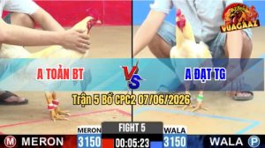 Trận 5 CPC2 07/06/2026 - Gà Anh Đạt Tiền Giang Đá Chân Cựa Quá Tịch
