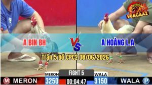 Trận 5 CPC2 08/06/2026 - Gà Anh Hoàng Long An Toàn Đâm Ngay Ngực